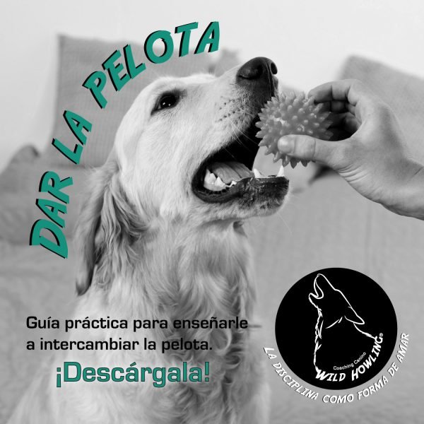 Infografía_DarLaPelota